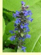 Живучка ползучая (Ajuga reptans L.) Живучка ползучая (Ajuga reptans L.)